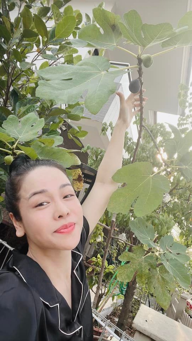 Cây ăn quả trong vườn